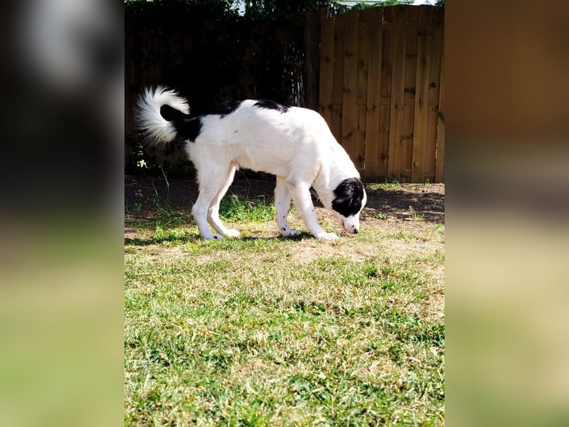 Sanfter Junghund Max(6 Mon/50 cm/15 kg) sucht liebevolles Zuhause