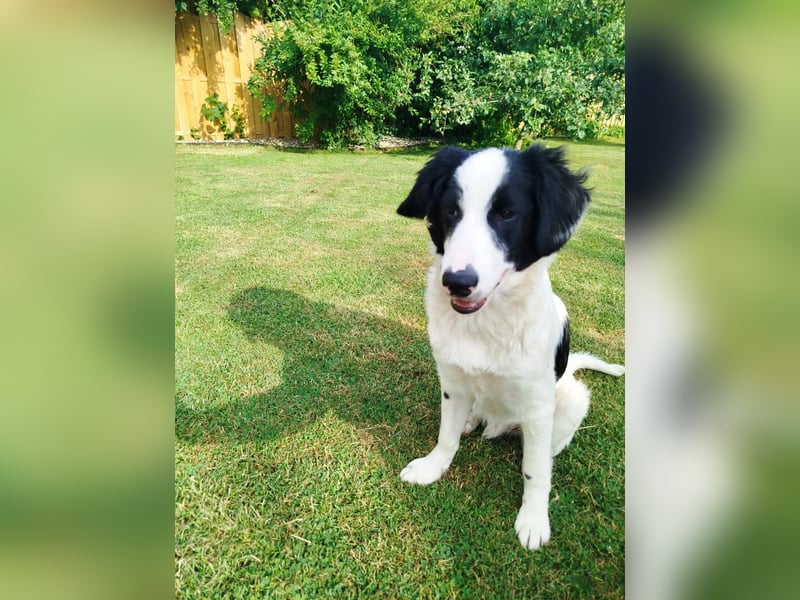 Sanfter Junghund Max(6 Mon/50 cm/15 kg) sucht liebevolles Zuhause