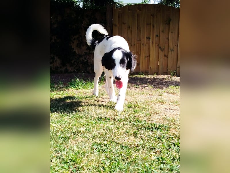 Sanfter Junghund Max(6 Mon/50 cm/15 kg) sucht liebevolles Zuhause