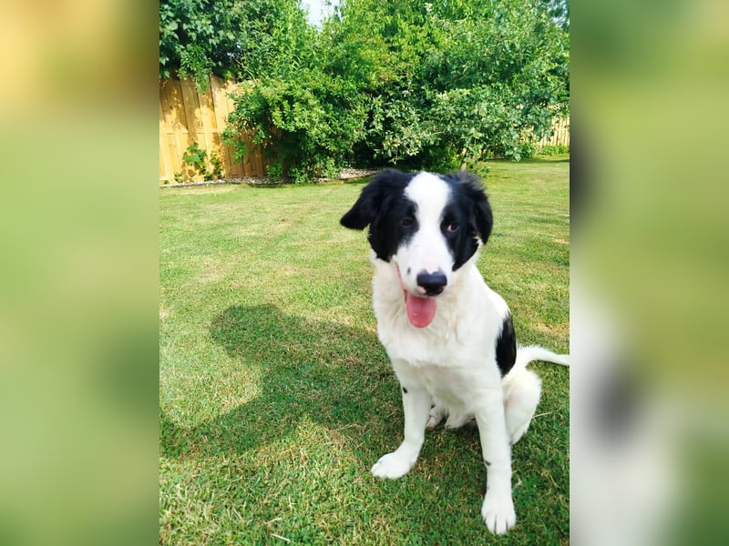 Sanfter Junghund Max(6 Mon/50 cm/15 kg) sucht liebevolles Zuhause