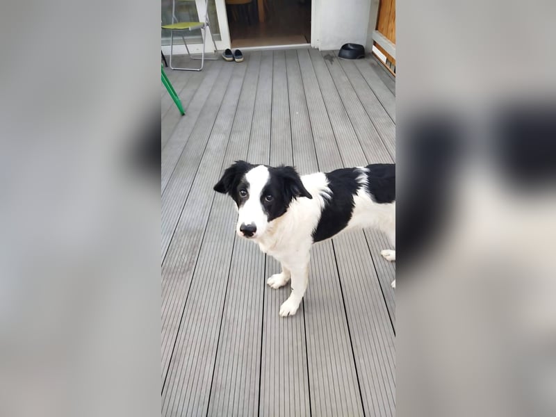 Sanfter Junghund Max(6 Mon/50 cm/15 kg) sucht liebevolles Zuhause