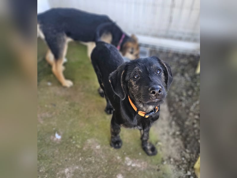 LONO ❤️ ein Riesen Schatz, Pflegefamilie Kevelaer
