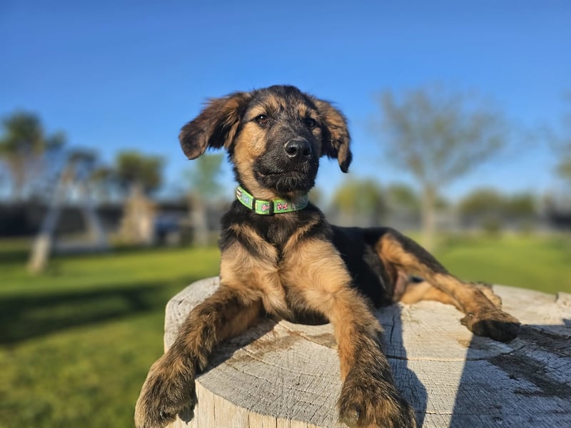 KAIKO ❤️ süüüüßer Wuschel, Pflegefamilie Kevelaer