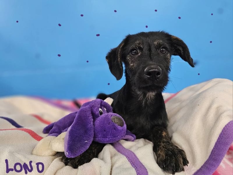 LONO ❤️ ein Riesen Schatz, Pflegefamilie Kevelaer