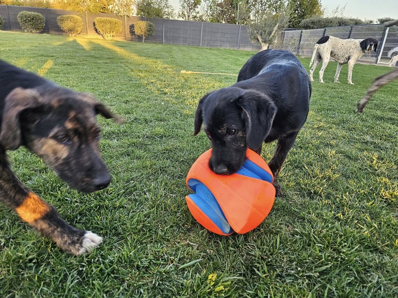 LONO ❤️ ein Riesen Schatz, Pflegefamilie Kevelaer