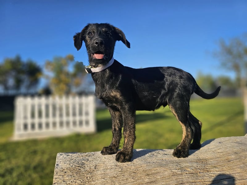 LONO ❤️ ein Riesen Schatz, Pflegefamilie Kevelaer
