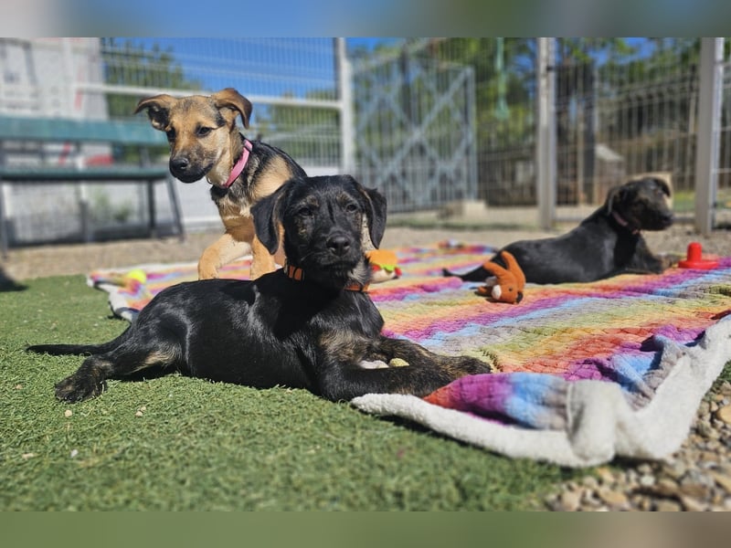 LONO ❤️ ein Riesen Schatz, Pflegefamilie Kevelaer