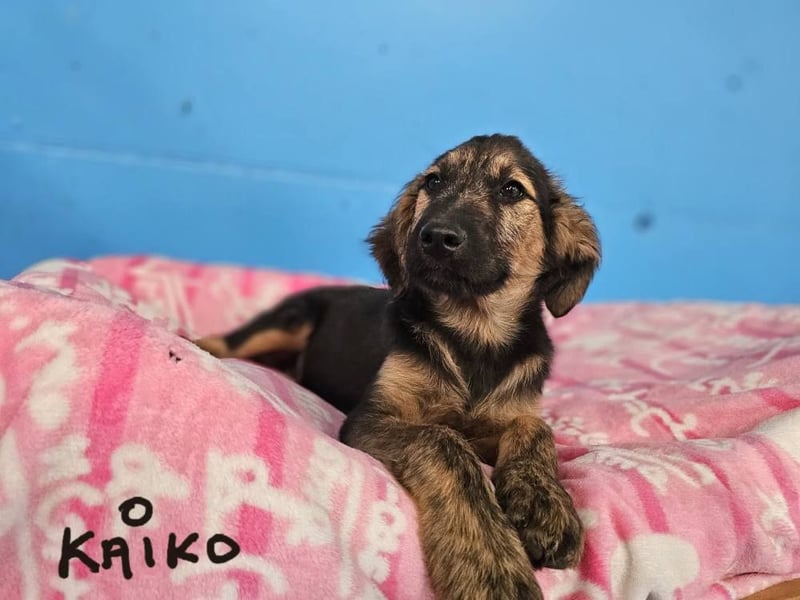 KAIKO ❤️ süüüüßer Wuschel, Pflegefamilie Kevelaer