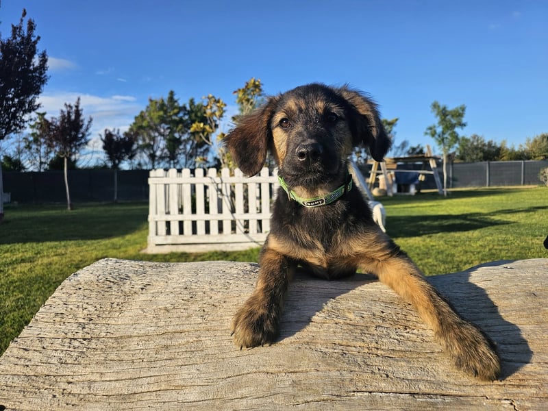 KAIKO ❤️ süüüüßer Wuschel, Pflegefamilie Kevelaer