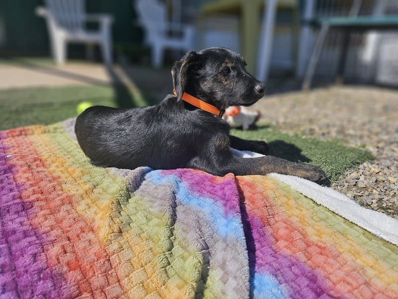 LONO ❤️ ein Riesen Schatz, Pflegefamilie Kevelaer