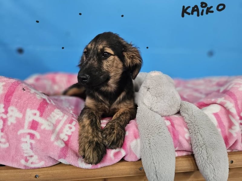 KAIKO ❤️ süüüüßer Wuschel, Pflegefamilie Kevelaer