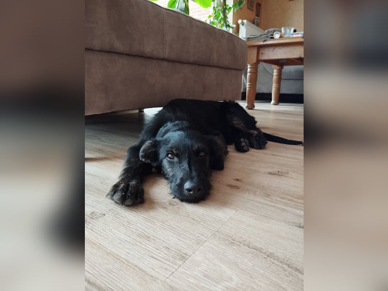 LONO ❤️ ein Riesen Schatz, Pflegefamilie Kevelaer