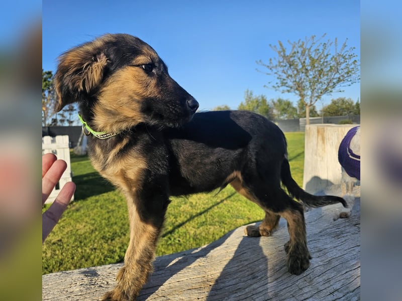 KAIKO ❤️ süüüüßer Wuschel, Pflegefamilie Kevelaer