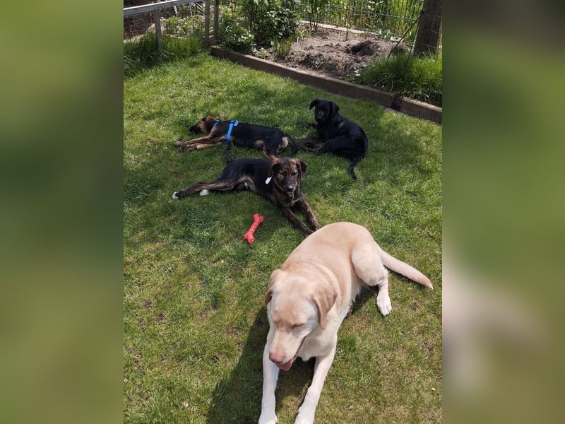 LONO ❤️ ein Riesen Schatz, Pflegefamilie Kevelaer