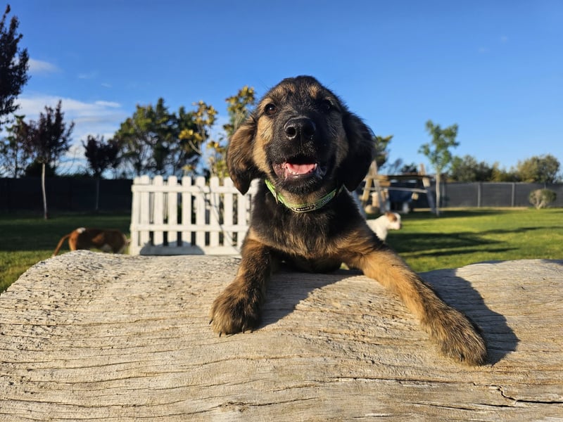 KAIKO ❤️ süüüüßer Wuschel, Pflegefamilie Kevelaer