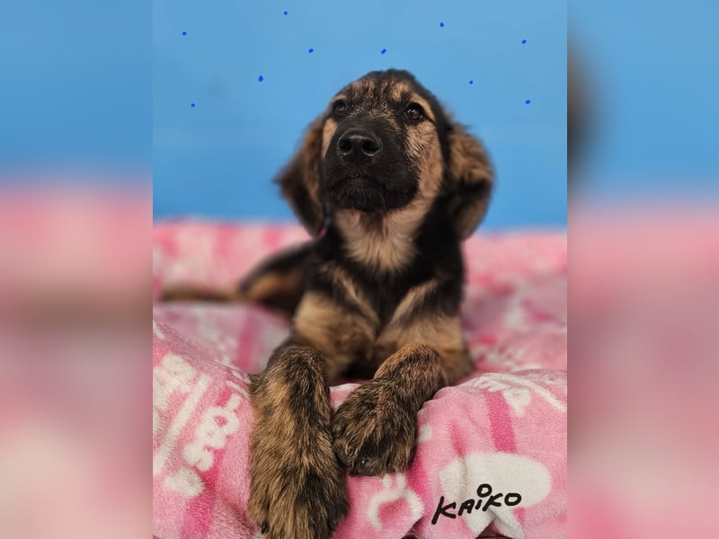 KAIKO ❤️ süüüüßer Wuschel, Pflegefamilie Kevelaer