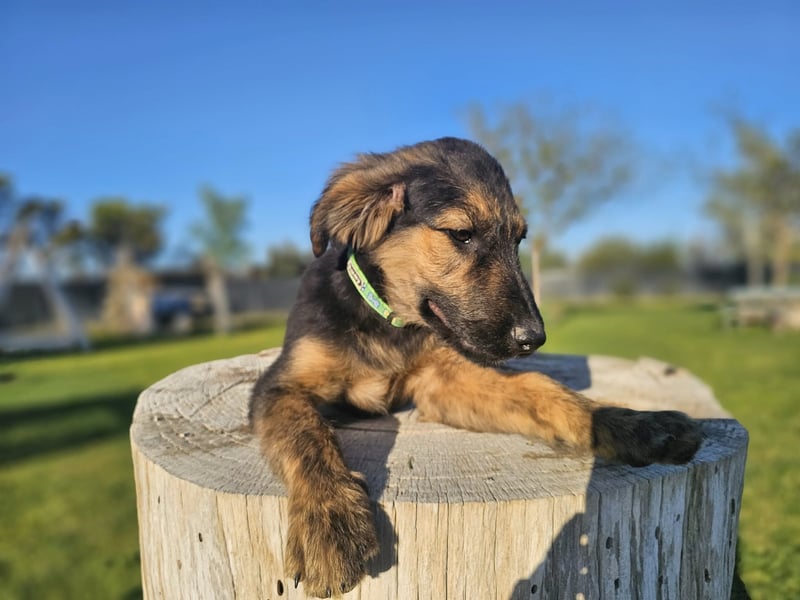 KAIKO ❤️ süüüüßer Wuschel, Pflegefamilie Kevelaer