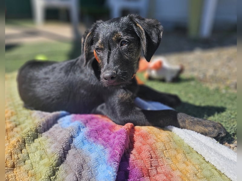 LONO ❤️ ein Riesen Schatz, Pflegefamilie Kevelaer
