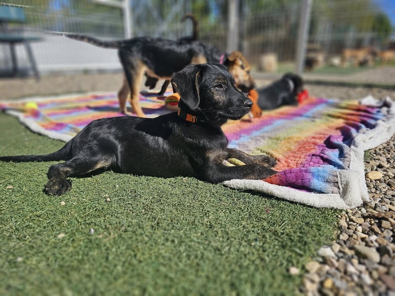 LONO ❤️ ein Riesen Schatz, Pflegefamilie Kevelaer