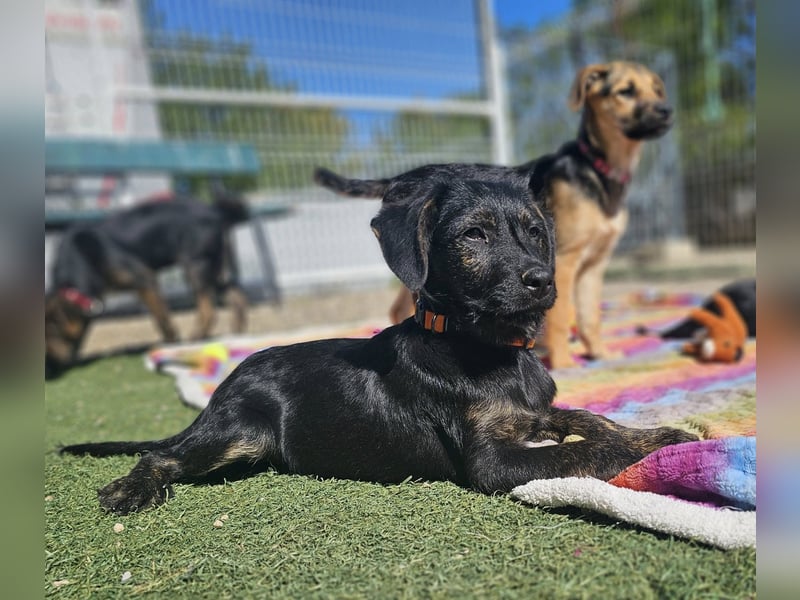 LONO ❤️ ein Riesen Schatz, Pflegefamilie Kevelaer