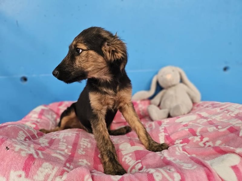 KAIKO ❤️ süüüüßer Wuschel, Pflegefamilie Kevelaer