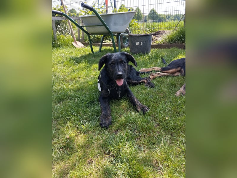 LONO ❤️ ein Riesen Schatz, Pflegefamilie Kevelaer