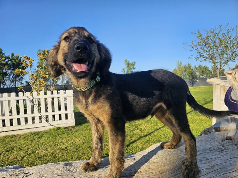 KAIKO ❤️ süüüüßer Wuschel, Pflegefamilie Kevelaer