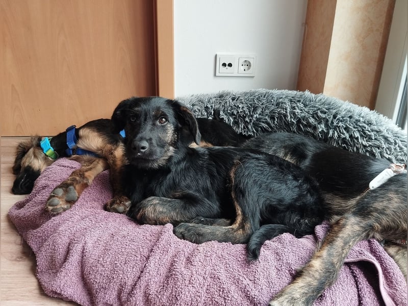 LONO ❤️ ein Riesen Schatz, Pflegefamilie Kevelaer