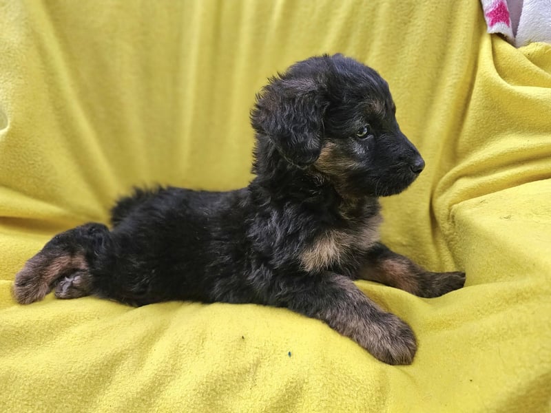 KAIKO ❤️ süüüüßer Wuschel, Pflegefamilie Kevelaer