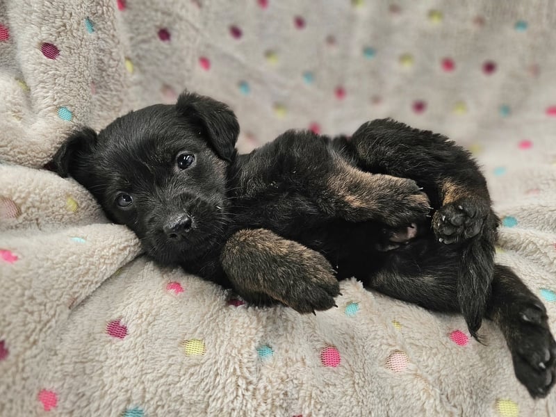 LONO ❤️ ein Riesen Schatz, Pflegefamilie Kevelaer