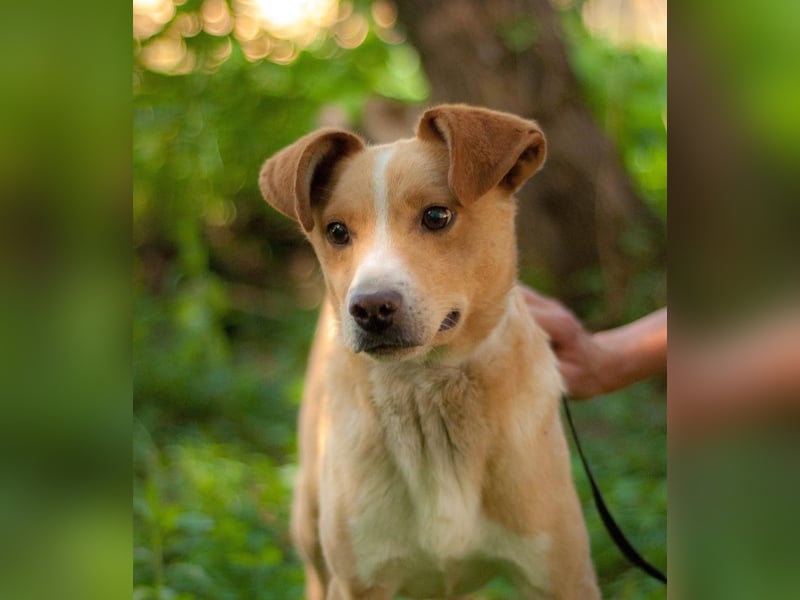 Chester - Hinreißender Rüde mit perfektem Hundeblick (Ukraine)