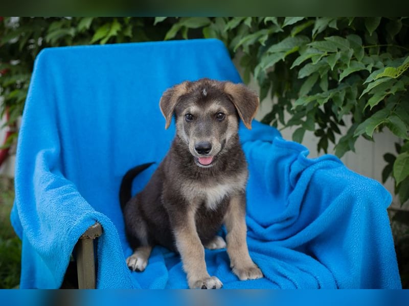 Chip 269217: Hundekind sucht ein Zuhause