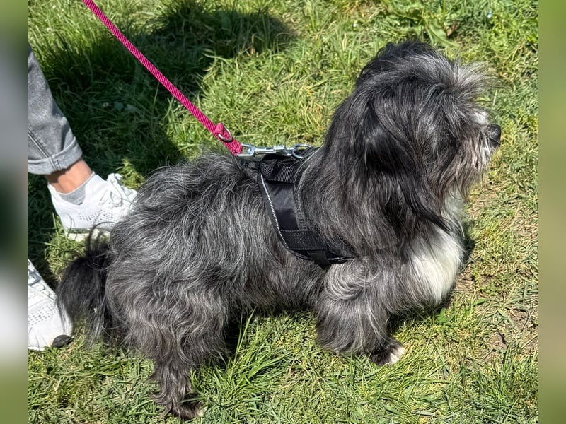 Micha: Hundekind sucht ein Zuhause