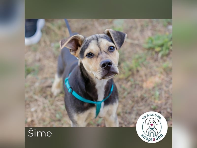 Šime: Hundekind sucht ein Zuhause