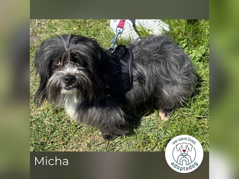Micha: Hundekind sucht ein Zuhause
