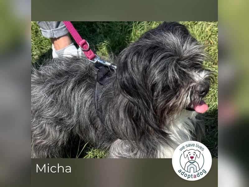 Micha: Hundekind sucht ein Zuhause