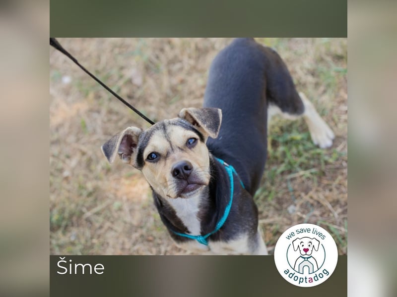 Šime: Hundekind sucht ein Zuhause