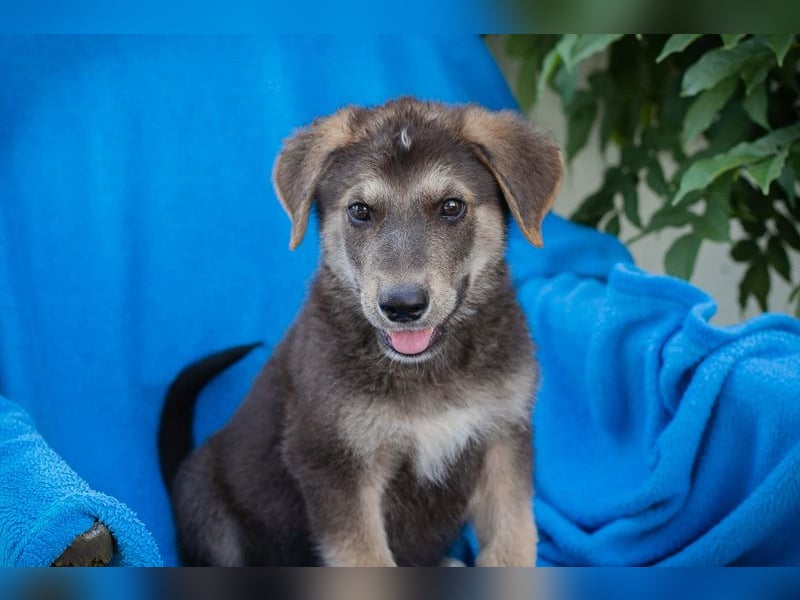 Chip 269217: Hundekind sucht ein Zuhause