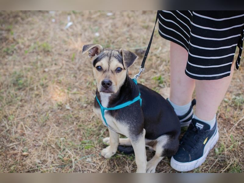 Šime: Hundekind sucht ein Zuhause