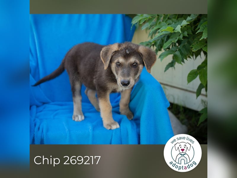 Chip 269217: Hundekind sucht ein Zuhause