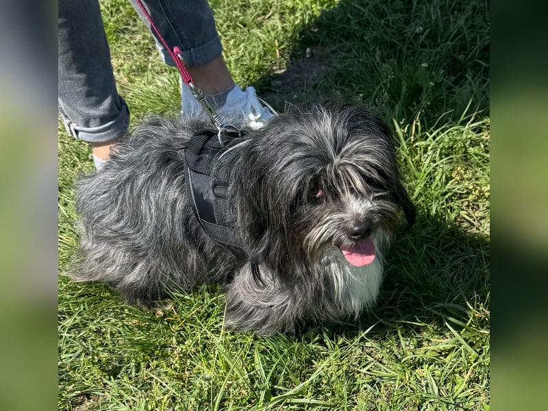 Micha: Hundekind sucht ein Zuhause