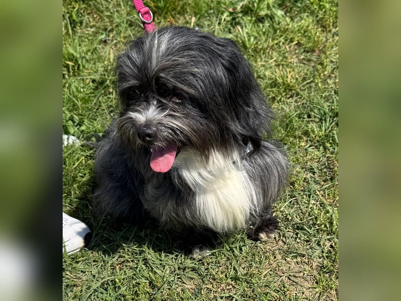 Micha: Hundekind sucht ein Zuhause