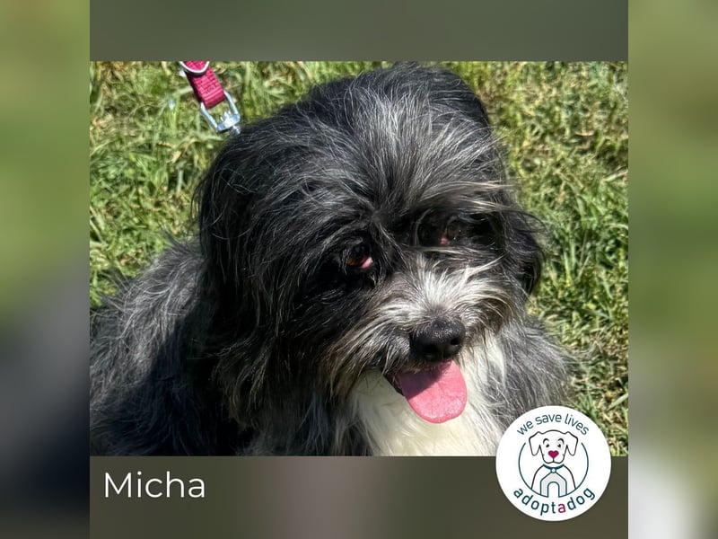 Micha: Hundekind sucht ein Zuhause