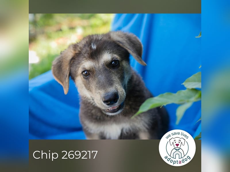 Chip 269217: Hundekind sucht ein Zuhause