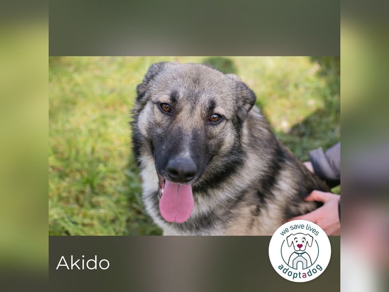 Akido – Sportskanone sucht Zuhause