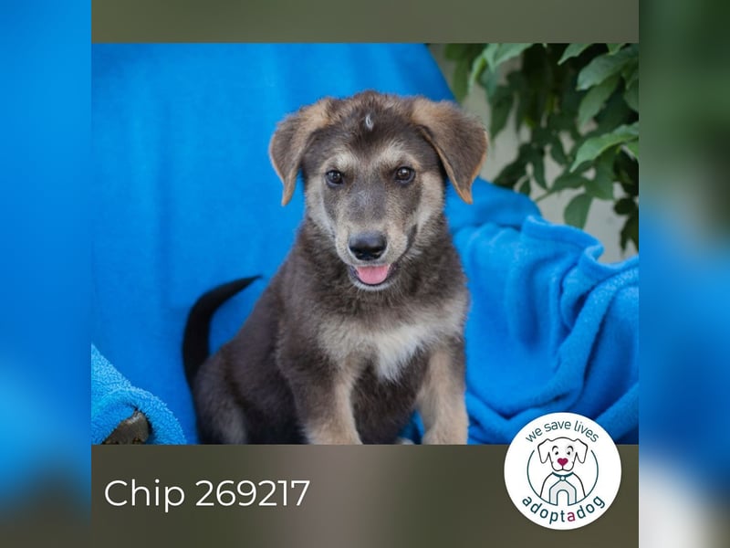Chip 269217: Hundekind sucht ein Zuhause