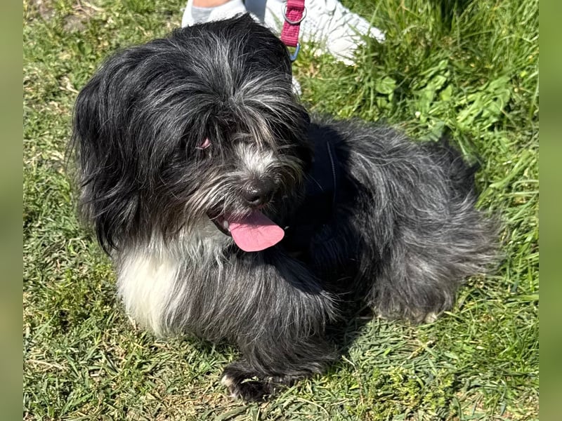 Micha: Hundekind sucht ein Zuhause