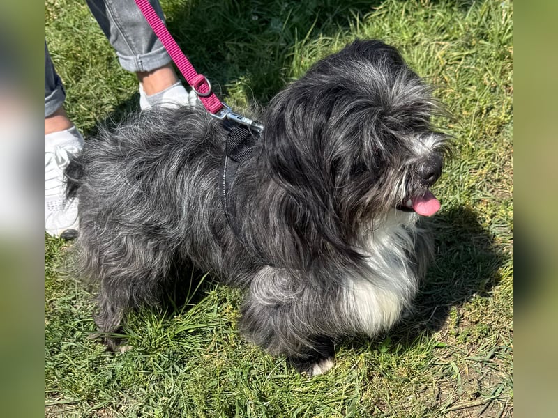 Micha: Hundekind sucht ein Zuhause