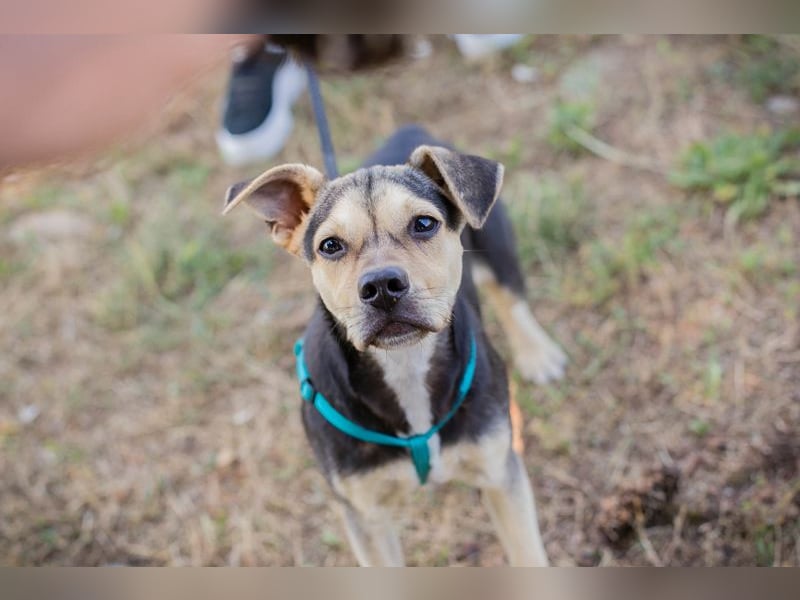 Šime: Hundekind sucht ein Zuhause