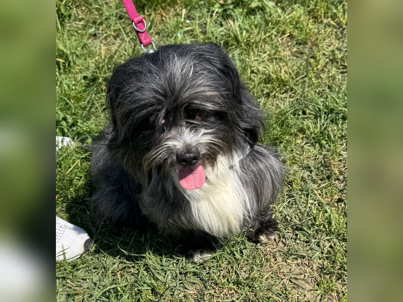 Micha: Hundekind sucht ein Zuhause